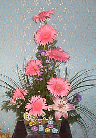 gerberas
